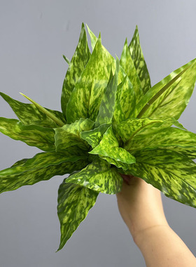 仿真金边银皇后万年青 植物墙工程配材 跨境热销假绿植厂家直供