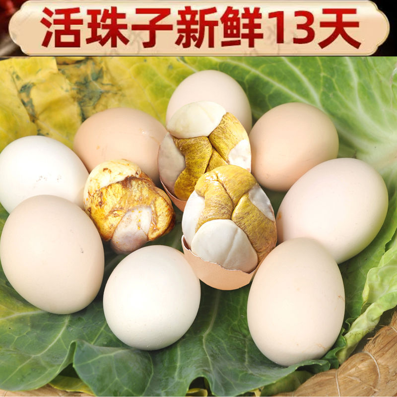 活珠子新鲜13天活珠子鸡胚蛋土鸡半喜蛋钢化蛋毛鸡蛋即食五香香辣 - 图1