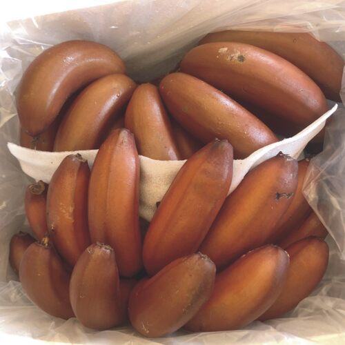广西红皮香蕉 banana红蕉  美人蕉 新鲜香蕉孕妇水果现采现发包邮 - 图2