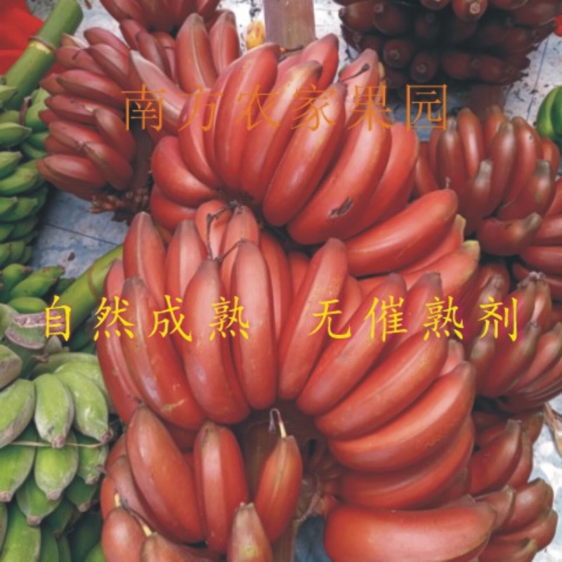 广西红皮香蕉 banana红蕉  美人蕉 新鲜香蕉孕妇水果现采现发包邮 - 图0