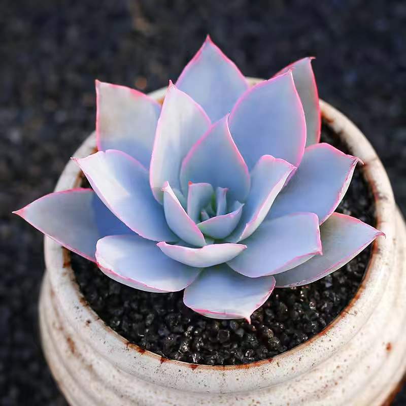 薄花盆- Top 900件薄花盆- 2023年4月更新- Taobao