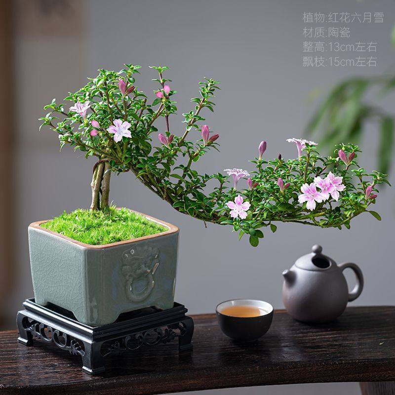 红花六月雪盆景悬崖老桩花卉盆景办公室内好养小盆栽绿植创意造型,淘宝优惠券,粉丝福利购,淘宝优惠卷