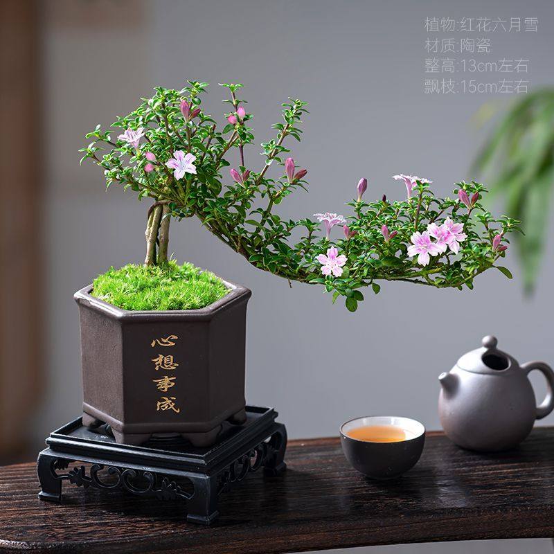 红花六月雪盆景悬崖老桩花卉盆景办公室内好养小盆栽绿植创意造型,淘宝优惠券,粉丝福利购,淘宝优惠卷
