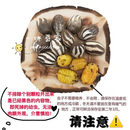 仓鼠熊通心粉鼠花枝高蛋白营养长胖增肥坦克虫幼体活虫 仓鼠零食 - 图2