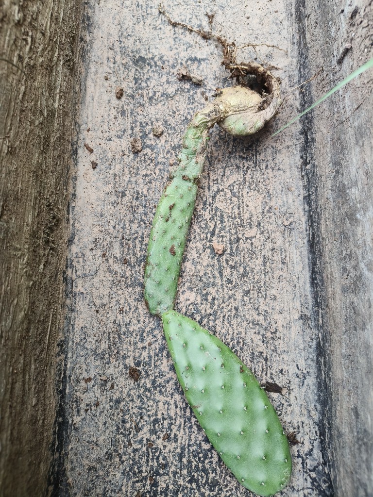 嫁接专用仙人掌盆栽 新鲜仙人掌苗 绿色多肉植物盆栽花卉植物 - 图1