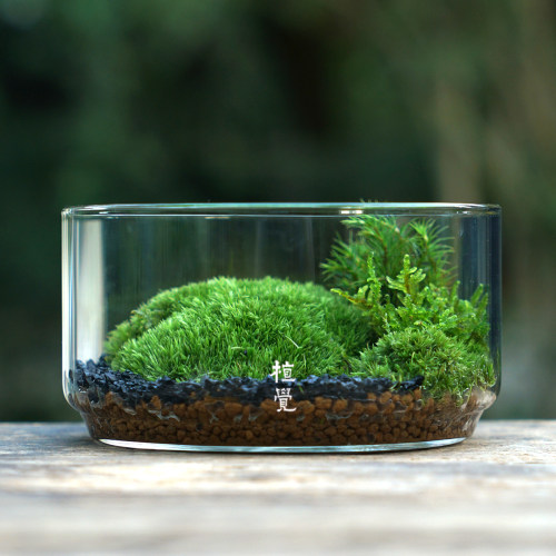 植觉先生 | 圆 顺丰发货苔藓微景观创意盆景桌面装饰植物青苔鲜活 - 图2