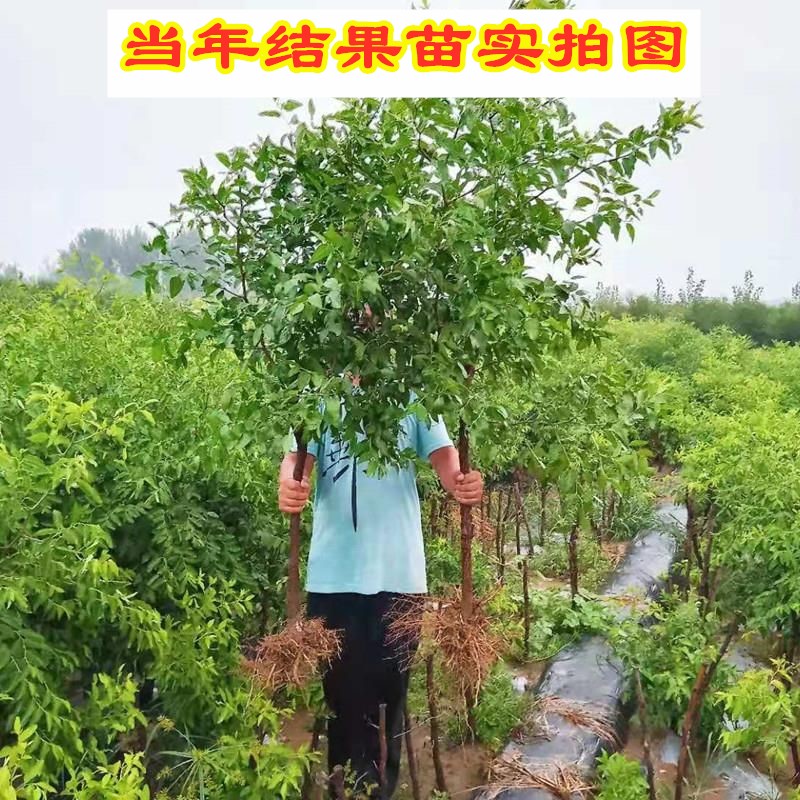 金丝4号枣树苗嫁接小枣树活苗南方北方种植枣树盆栽地栽当年结果-图1