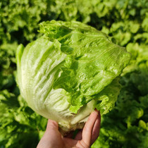 3 catty fresh balls lettule burgers Vegetable Salad Ingredients Hot Pot Round Raw Vegetables Farmhouse Self crunchy and tender vegetables