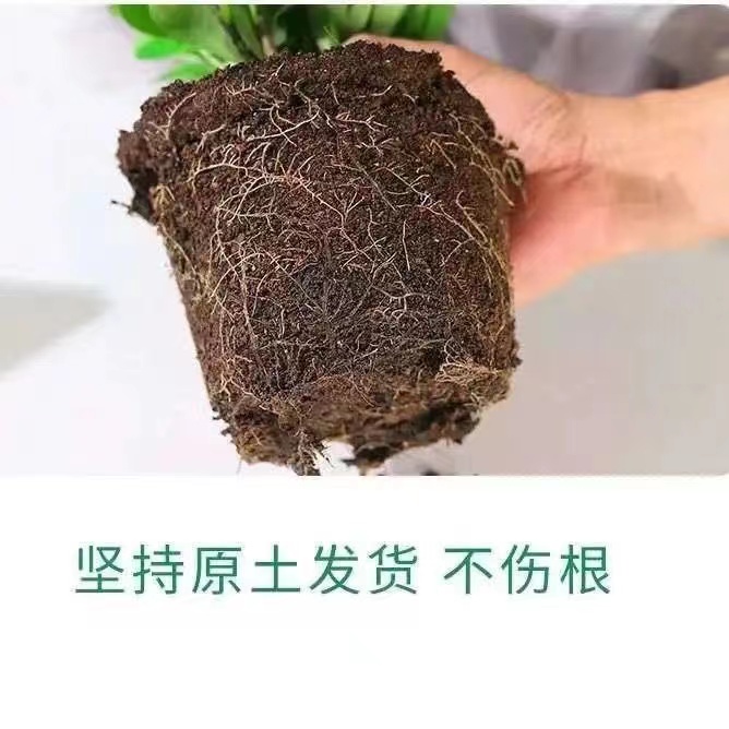 虎刺梅铁海棠花盆栽好养四季开花的花卉植物室内花办公室客厅绿植-图2