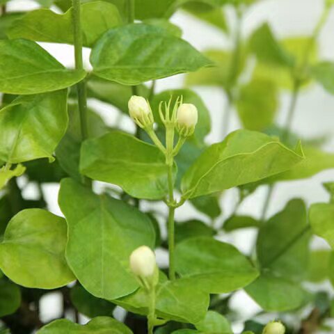 重瓣茉莉花盆栽大棵四季观花带花苞室内客厅浓香庭院好养水培花卉 - 图2
