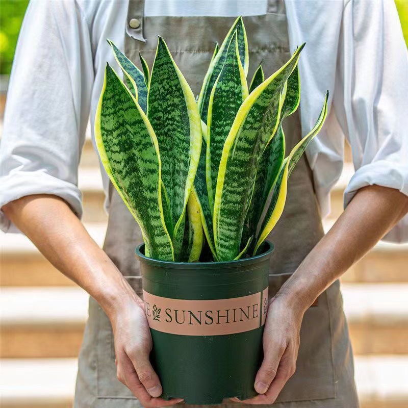 金边虎皮兰新房吸甲醛多肉植物防辐射室内花卉绿植盆栽高矮虎尾兰 - 图1