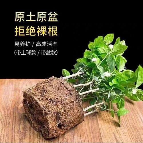 重瓣茉莉花盆栽大棵四季观花带花苞室内客厅浓香庭院好养水培花卉 - 图1