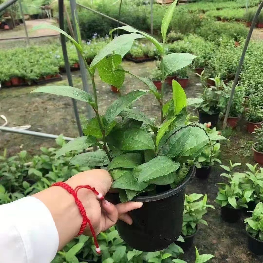 红色红雪花苗耐热长势快多年生室外阳台庭院植物易养蓝雪花白雪花 - 图2