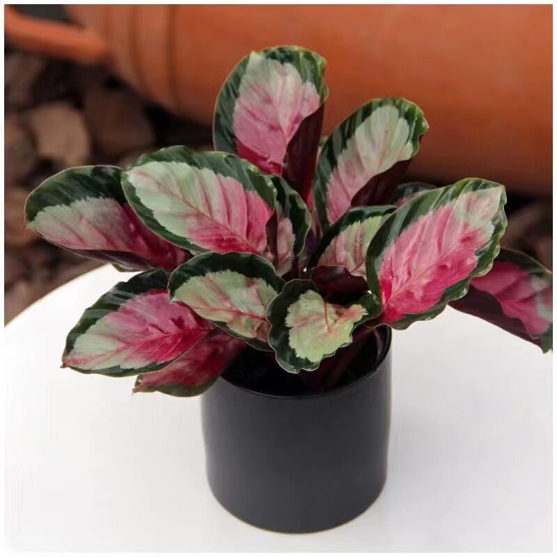 红玫瑰竹芋盆栽彩叶水培网红植物四季养殖室内桌面花卉绿植