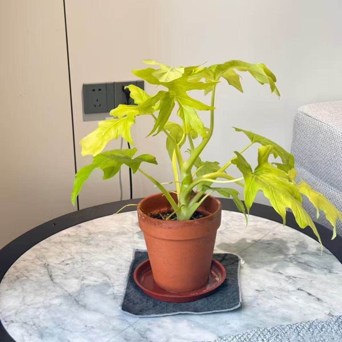 黄金春羽春羽瓦塞维奇萨维奇蔓绿绒植物桌面观叶盆栽室内绿植好养,淘宝优惠券,粉丝福利购,淘宝优惠卷