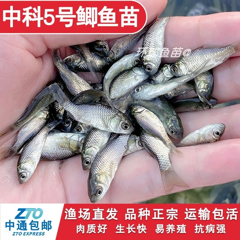 土鲮鱼鱼苗活体饲料鱼鱼料活鱼喂鳜鱼喂金龙喂乌龟喂桂花鲈鱼活饵 - 图2