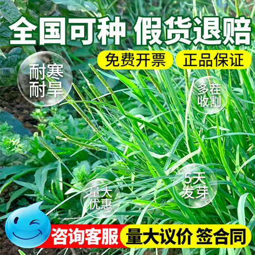 秋季多年生牧草猫尾草提摩西种子龙猫兔子爱吃的草籽草种子夏季 - 图0