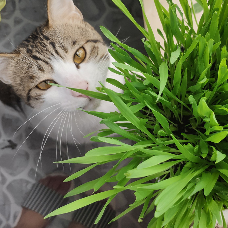 小麦种子猫草种籽孑芽苗菜大麦苗草水培育苗盘种植猫薄荷草种盆栽 - 图2