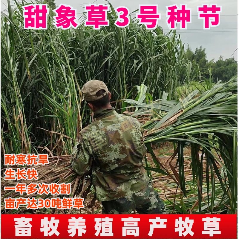 无毛甜象草3号种节巨菌草扦插种苗牧草种子牛羊畜牧草饲料 - 图0