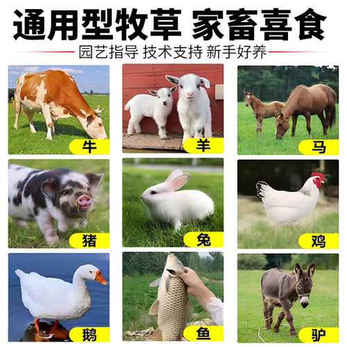 秋季多年生牧草猫尾草提摩西种子龙猫兔子爱吃的草籽草种子夏季 - 图3