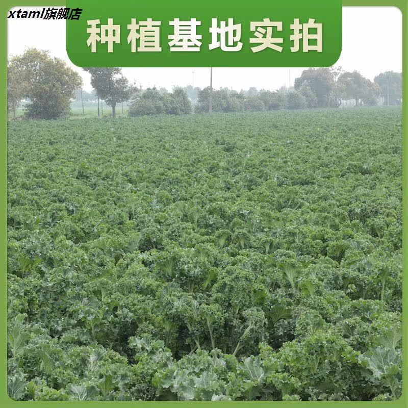纯羽衣甘蓝粉果蔬粉蔬菜粉代餐粉 xtaml天然粉粉食品