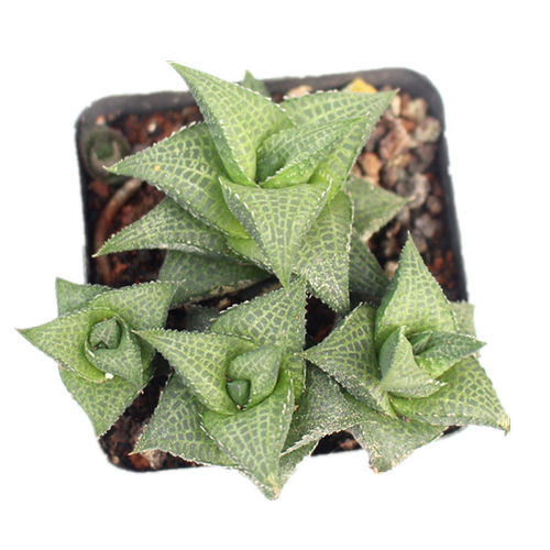 硬叶十二卷 冷门多肉植物组合套餐 绿植好养小盆栽鹰爪稀缺琉璃殿 - 图3