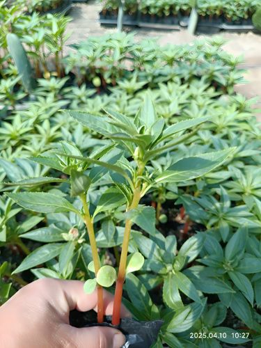 学生观察作业规格齐全凤仙花指甲花苗泡脚染指甲盆栽阳台庭院花卉 - 图2