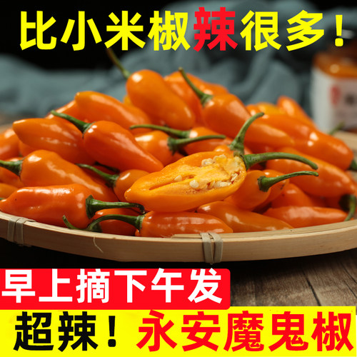 魔鬼椒新鲜永安黄椒特辣超辣新鲜辣椒朝天椒香辣变态辣福建黄椒 - 图3