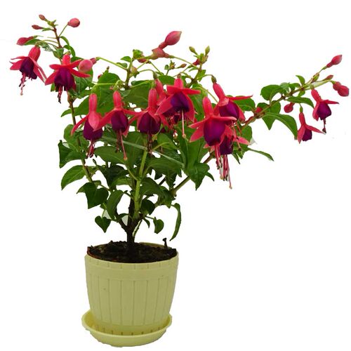 倒挂金钟盆栽带花苞宝莲灯灯笼花重瓣老桩垂吊阳台庭院好养耐寒花 - 图3