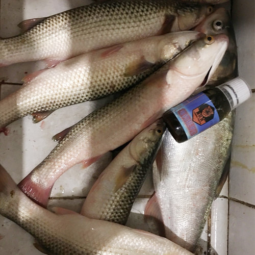 海钓专用诱鱼剂浓腥味鲈鱼路亚小药添加剂黑鲷打窝料梭鲻鱼面饵料 - 图2
