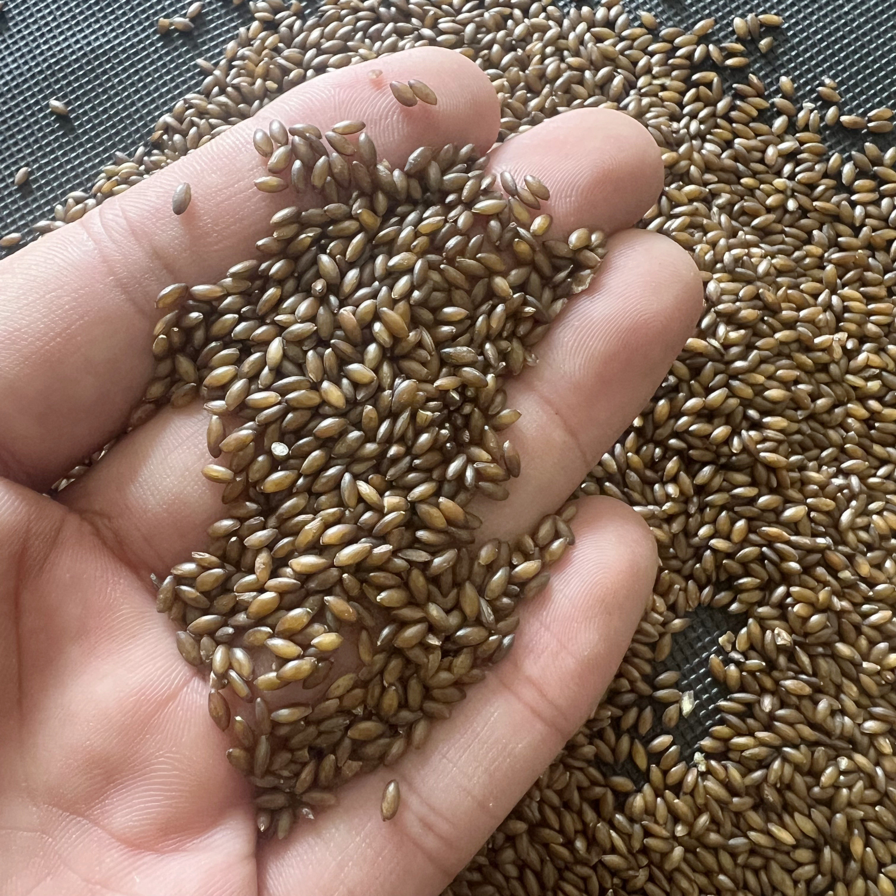 脱壳无壳粮加纳利子白尖鸟粮鸟食玄风牡丹虎皮鹦鹉文鸟玉鸟芙蓉,淘宝优惠券,粉丝福利购,淘宝优惠卷