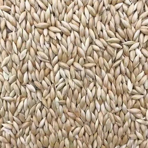 鹦鹉鸟粮玄凤牡丹虎皮鸟食谷子瓜子亚麻子黍子加纳利子混合粮半斤 - 图0