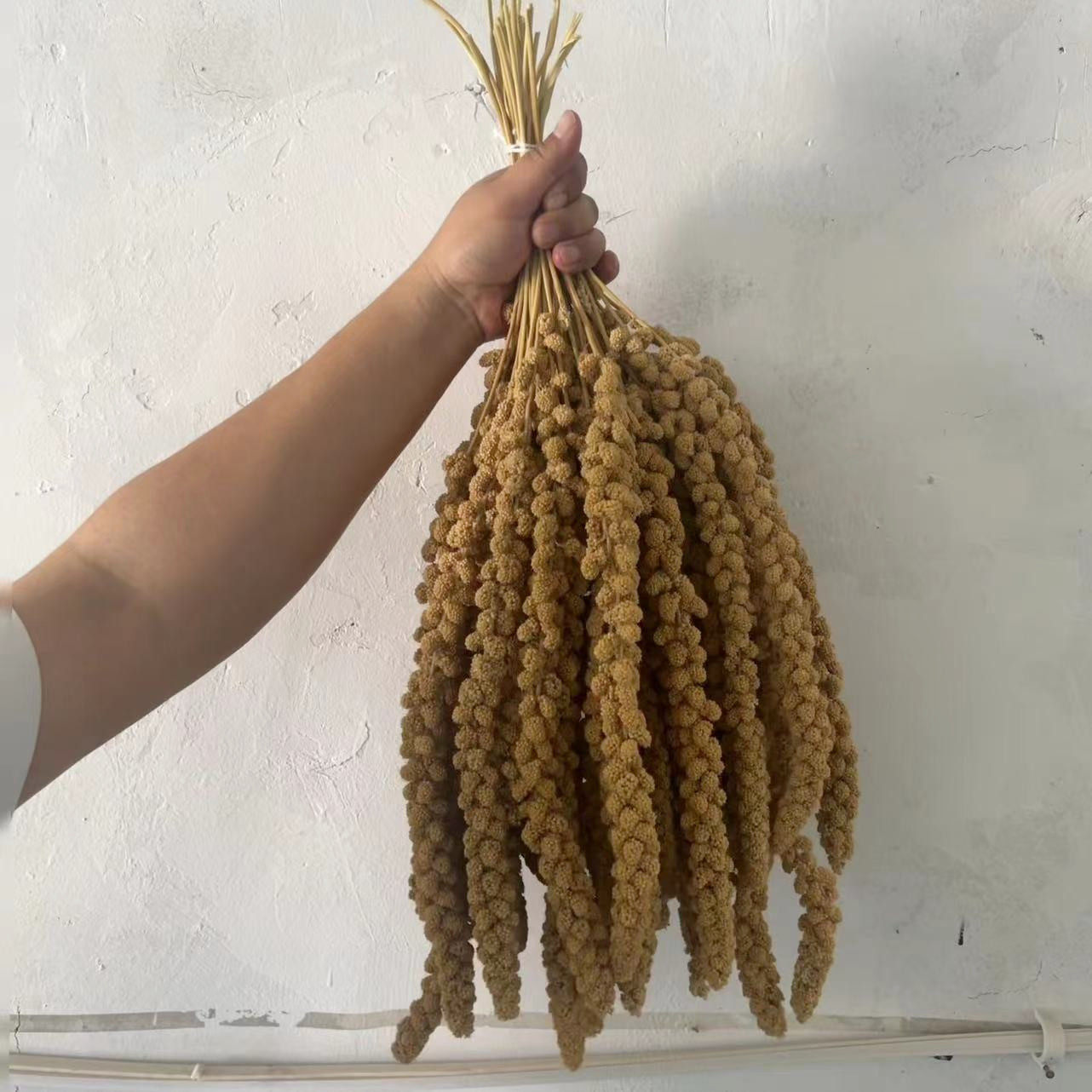 2025谷穗黄小米穗鹦鹉小鸟零食仓鼠玄风牡丹虎皮仓鼠金丝雀断奶,淘宝优惠券,粉丝福利购,淘宝优惠卷