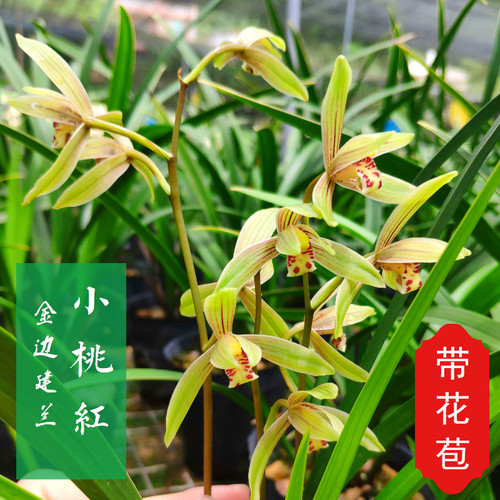 兰花苗金边建兰小桃红带花苞花室内绿植花卉盆栽 浓香型 - 图0