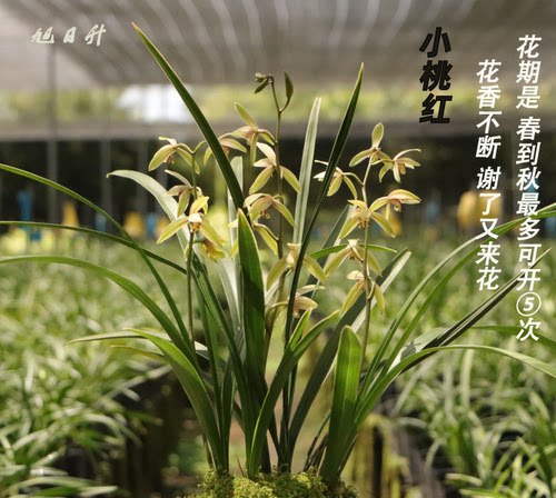 兰花苗金边建兰小桃红带花苞花室内绿植花卉盆栽 浓香型 - 图1