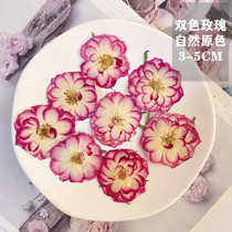 Bicolor rose dry flower Flowers Plant Specimen Diy Handmade Photo Frame Bookmark Beauty Meme Lamp Material