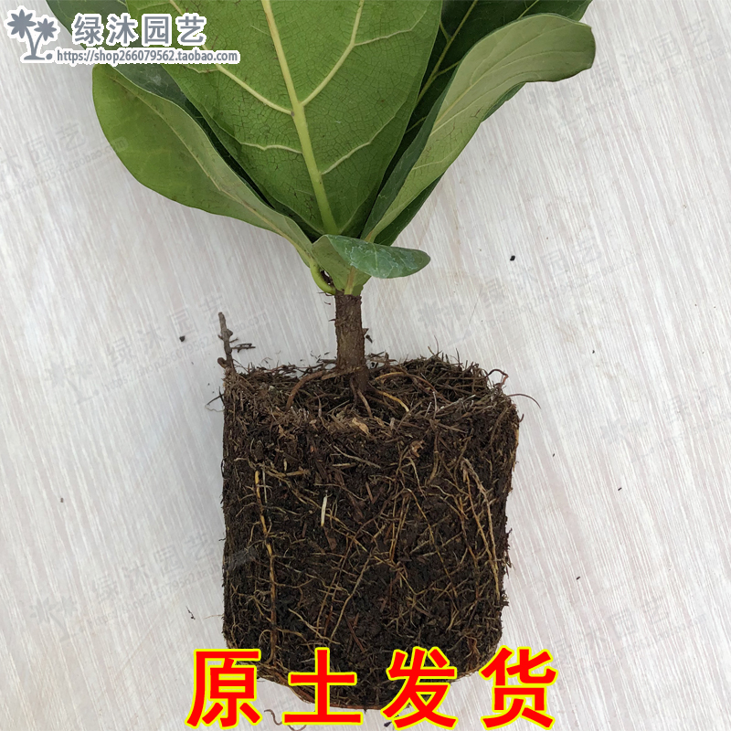 琴叶榕盆栽植物室内办公室绿植四季常青大叶植物花卉小盆栽琴叶榕-图2