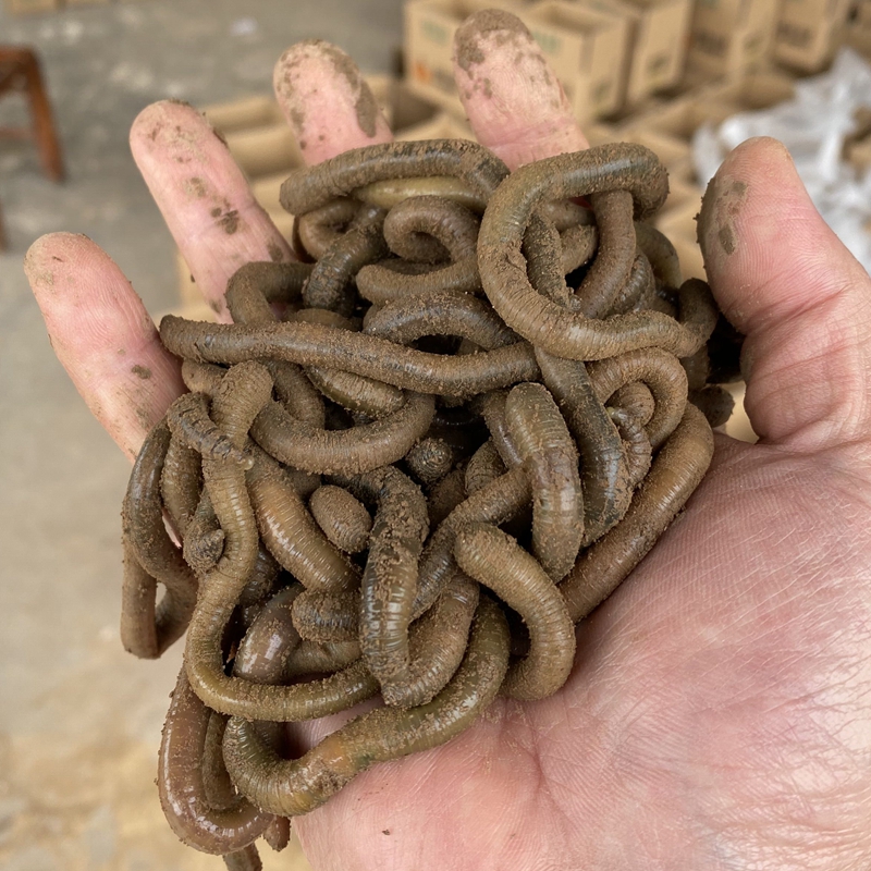 湖北青蚯蚓鲜活黑蚯蚓钓黄鳝蚯蚓特大臭蚯蚓地龙松土蚯蚓钓鱼活饵 - 图0