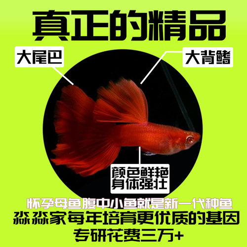 精品孔雀鱼活鱼观赏鱼母鱼繁殖热带纯种天空蓝白小型 - 图1