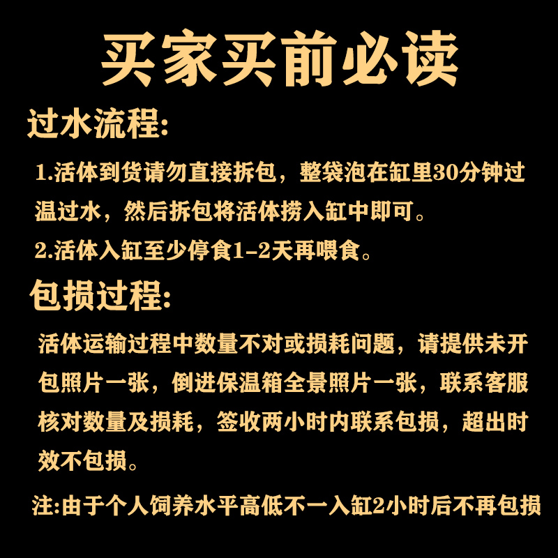 珊瑚红孔雀鱼火烧云天空蓝大尾蓝红白精品火烧云草缸怀孕母鱼临产-图1