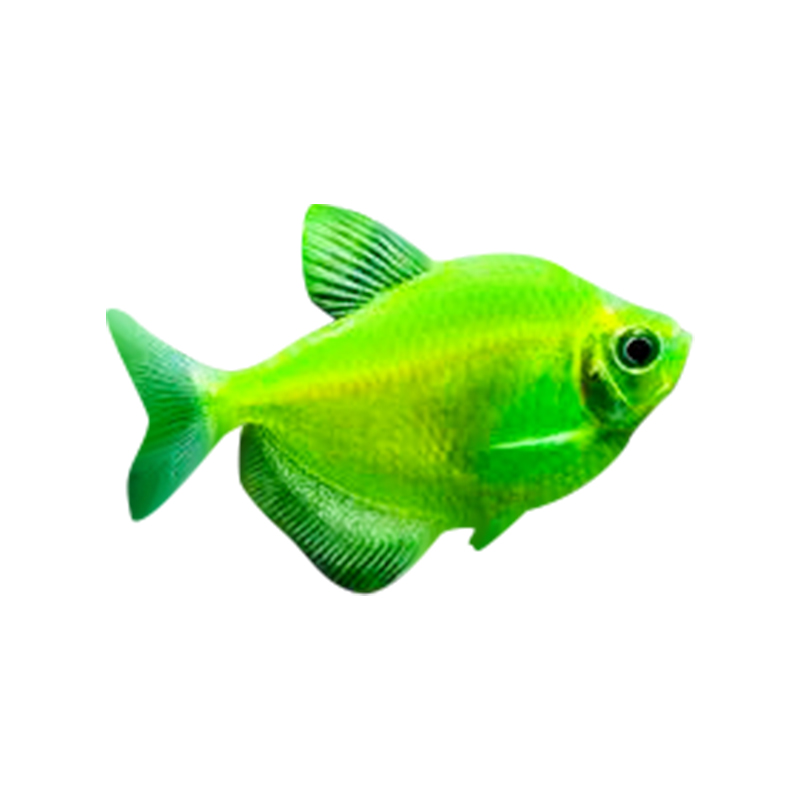 荧光天使鱼五彩裙鱼红衣绿衣黄衣天使鱼好养活体观赏鱼练手热带鱼 - 图3