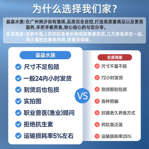 秘鲁埃及神仙鱼燕鱼淡水鱼小型鱼墨燕白神仙七彩神仙鱼活体鱼 - 图1