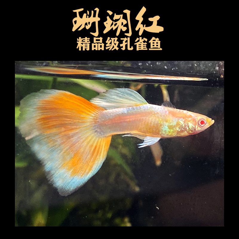 珊瑚红孔雀鱼火烧云天空蓝大尾蓝红白精品火烧云草缸怀孕母鱼临产-图0