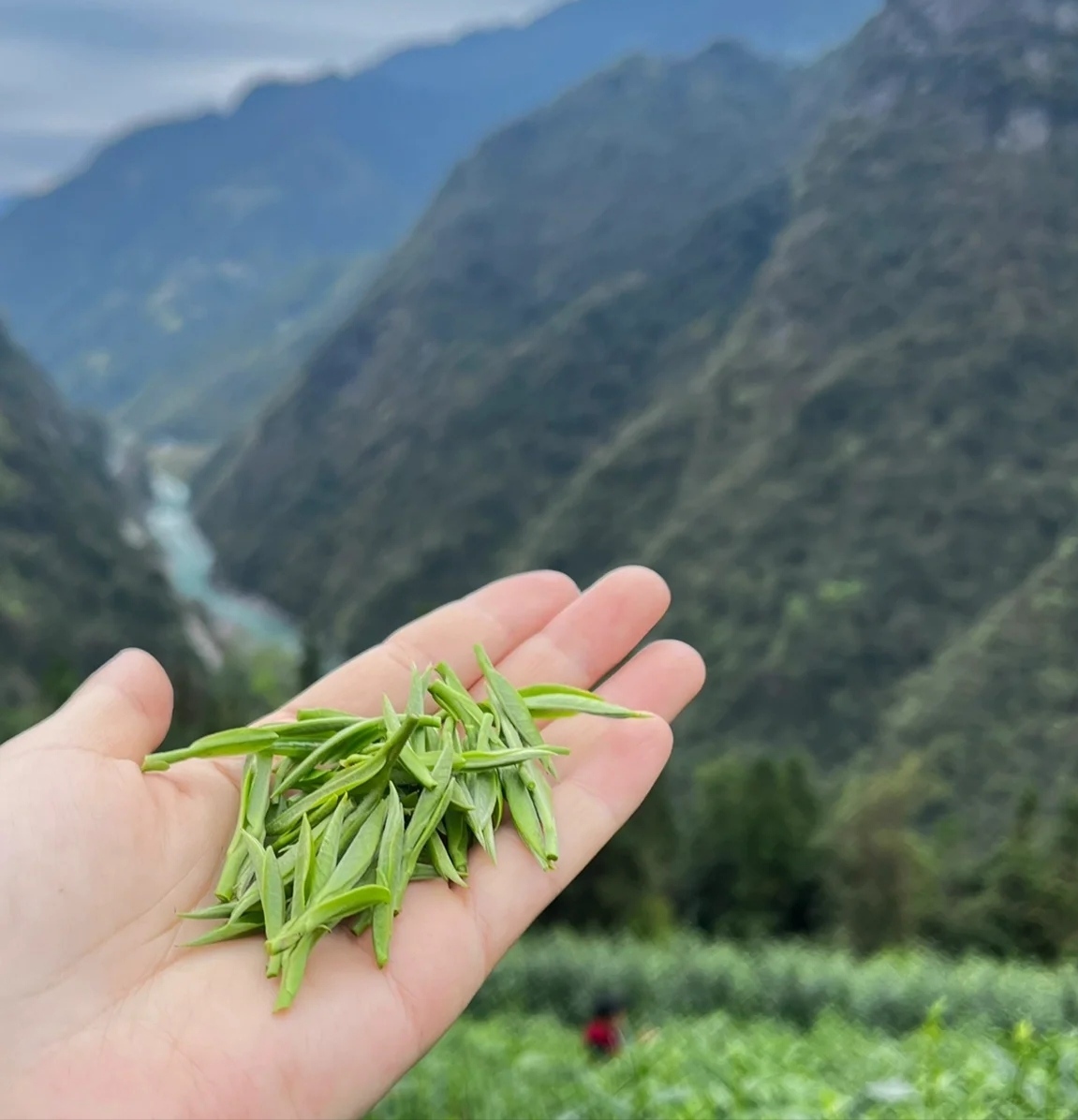 2024年新茶桂东玲珑茶明前茶高山绿茶头春茶郴州特产250g桂东绿茶