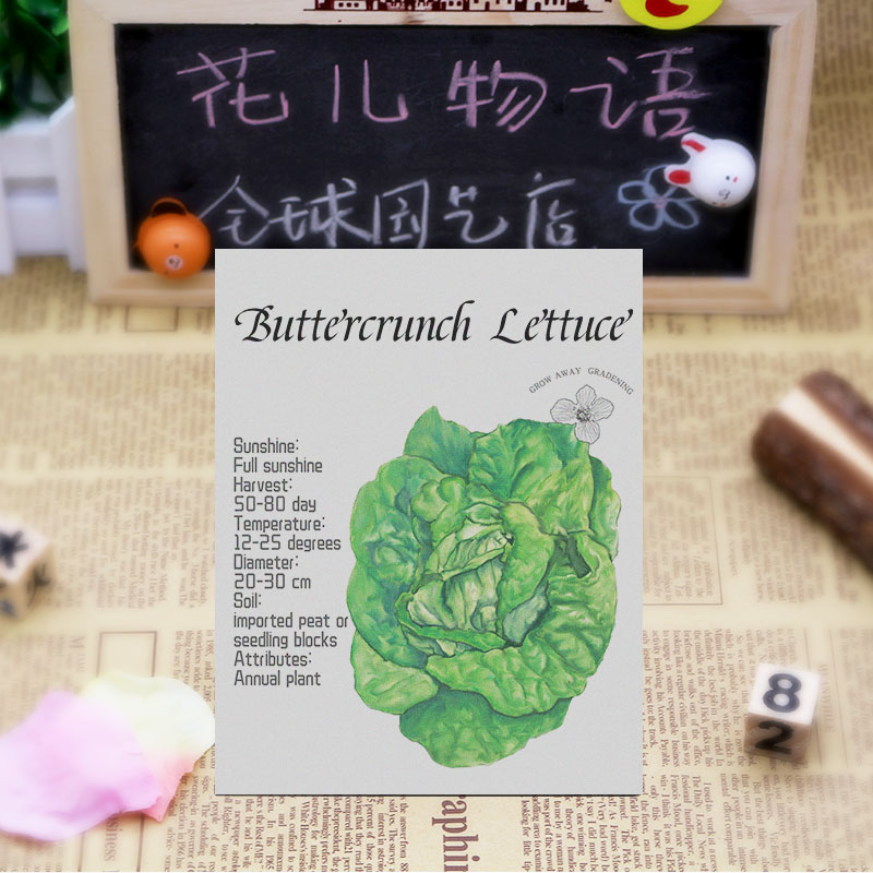 奶油脆生菜种子光滑酥脆鲜嫩甜美沙拉叶菜传家宝四季阳台室内盆栽 - 图1