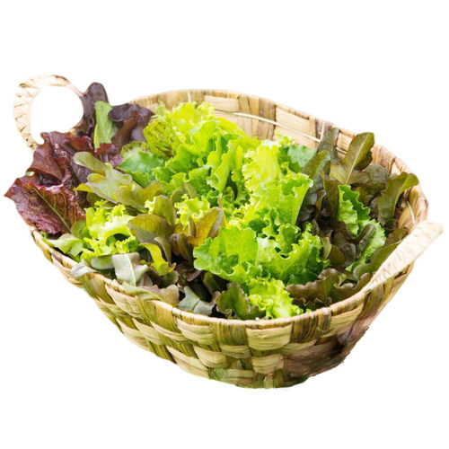 混合生菜种子酥脆浓郁阳台专用传家宝新鲜沙拉即食家庭四季易种 - 图3