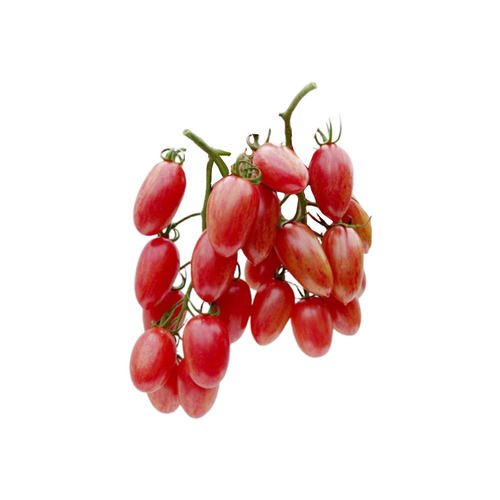 粉红猫番茄种子多汁鲜嫩高产超甜传家宝春秋庭院室内阳台盆栽易种 - 图3