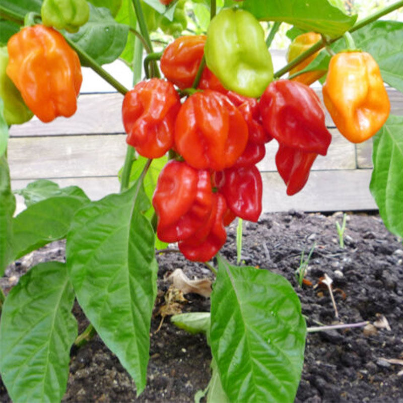哈瓦那辣椒种子传家宝果味特辣高产紧凑魔鬼椒家庭阳台易种蔬菜,淘宝优惠券,粉丝福利购,淘宝优惠卷