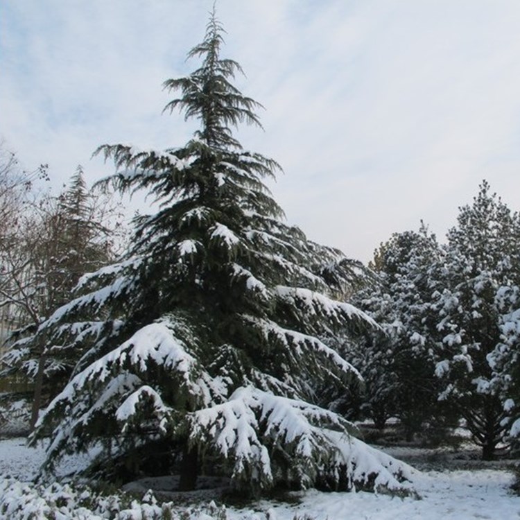 雪松树苗云杉圣诞树香柏宝塔松雪松树苗四季常青行道树庭院绿化苗 - 图2