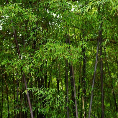 庭院盆栽 观赏竹子苗 紫色竹子苗紫竹苗 篱笆植物 彩色竹子花卉 - 图2